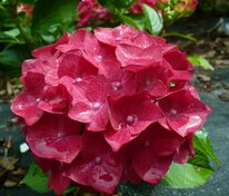 Гортензия крупнолистная «Ред Барон» (Hydrangea macrophylla 'Red Baron')