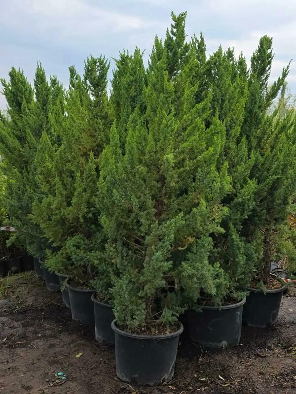 Можжевельник китайский &laquo;Монарх&raquo; (Juniperus chinensis 'Monarch')
