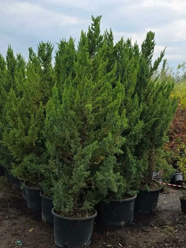 Можжевельник китайский &laquo;Монарх&raquo; (Juniperus chinensis 'Monarch')