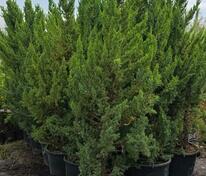 Можжевельник китайский «Монарх» (Juniperus chinensis 'Monarch')