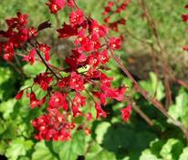 Гейхера кроваво-красная (Heuchera sanguinea)