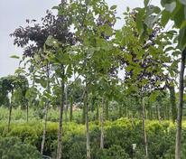 Орех грецкий (Juglans regia)
