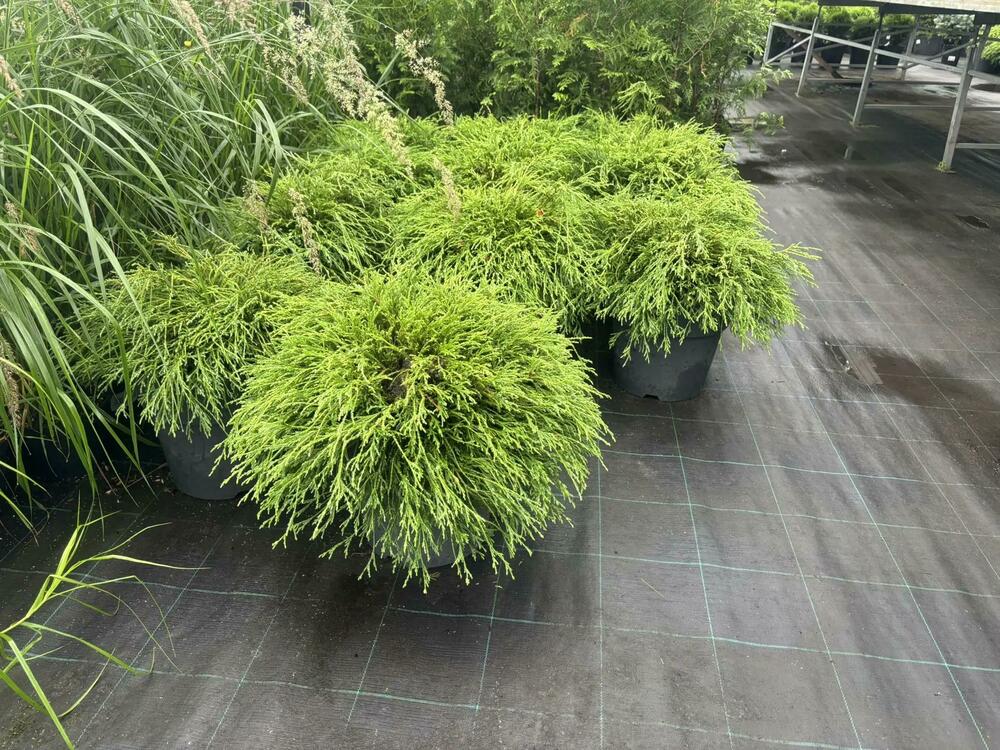 Кипарис горохоплодный Санголд (Chamaecyparis pisifera &lsquo;Sungold&rsquo;)