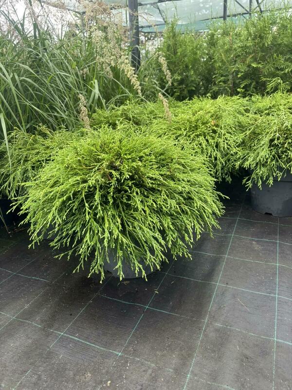 Кипарис горохоплодный Санголд (Chamaecyparis pisifera &lsquo;Sungold&rsquo;)