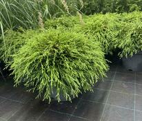 Кипарис горохоплодный Санголд (Chamaecyparis pisifera ‘Sungold’)