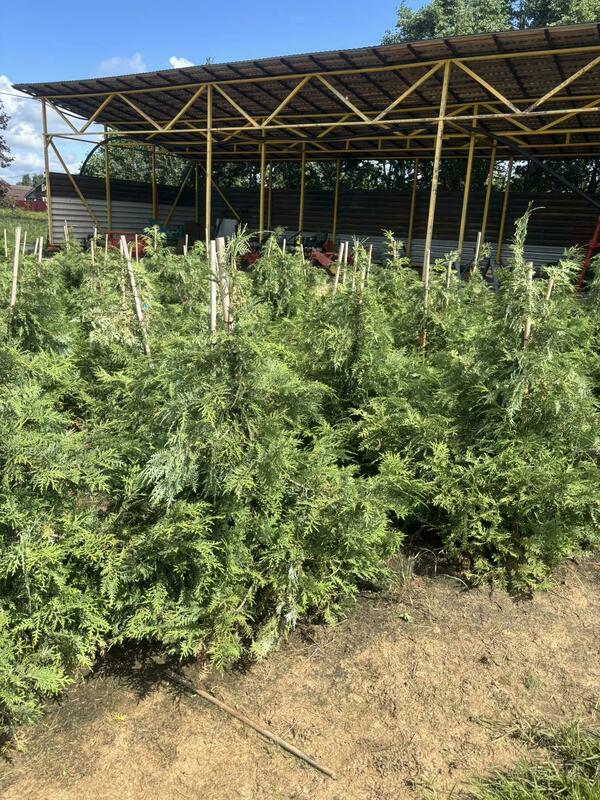 Туя корейская (Thuja koraiensis)