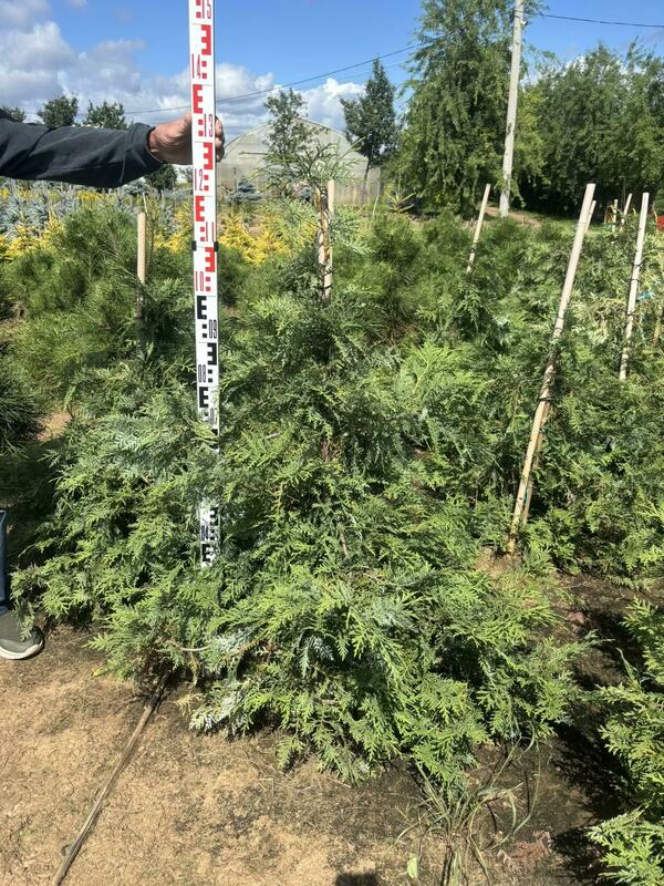 Туя корейская (Thuja koraiensis)