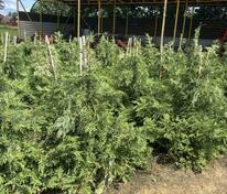 Туя корейская (Thuja koraiensis)