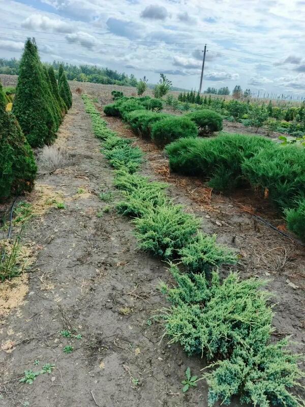 Можжевельник чешуйчатый Ченеси Сильвер (Juniperus squamata 'Chinese Silver')