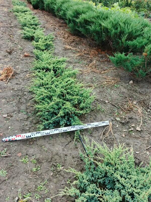 Можжевельник чешуйчатый Ченеси Сильвер (Juniperus squamata 'Chinese Silver')