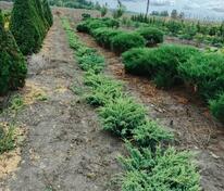 Можжевельник чешуйчатый Ченеси Сильвер (Juniperus squamata 'Chinese Silver')