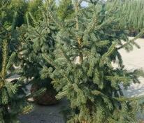 Ель Энгельмана "Глаука" (Picea engelmannii ‘Glauca’) 