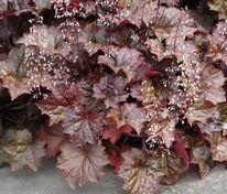 Гейхера мелкоцветковая Палас Перпл (Heuchera micrantha 'Palace Purple')
