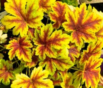 Гейхерелла Голден Зебра (x Heucherella 'Golden Zebra')