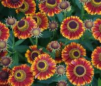 Гелениум Бандера (Helenium 'Bandera')