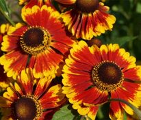 Гелениум Бидермейер (Helenium 'Biedermeier')