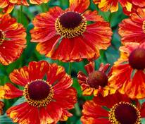 Гелениум Челси (Helenium 'Chelsey')