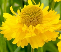 Гелениум Дабл Трабл (Helenium 'Double Trouble')