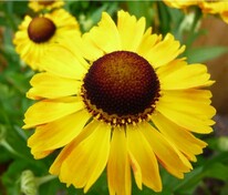 Гелениум Эль Дорадо (Helenium 'El Dorado')
