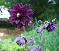 Аквилегия обыкновенная Блэк Барлоу (Aquilegia vulgaris 'Black Barlow')