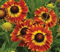 Гелениум Фуэго (Helenium 'Fuego')
