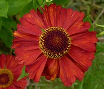 Гелениум Индианерзоммер (Helenium 'Indianersommer')