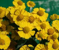 Гелениум Канария (Helenium 'Kanaria')