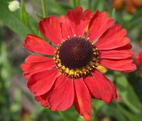Гелениум Меранти (Helenium 'Meranti')