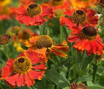 Гелениум Моерхейм Бьюти (Helenium 'Moerheim Beauty')