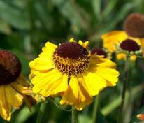Гелениум Вендлей (Helenium 'Wyndley')