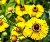 Гелениум Бигелоу Зе Бишоп (Helenium bigelovii 'The Bishop')