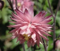 Аквилегия обыкновенная Роуз Барлоу (Aquilegia vulgaris 'Rose Barlow')