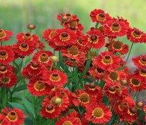 Гелениум гибридный Ранчера (Helenium x hybridum 'Ranchera')
