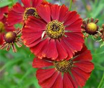 Гелениум гибридный Рубинцверг (Helenium x hybridum 'Rubinzwerg')