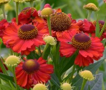 Гелениум осенний Хот Лава (Helenium autumnale 'Hot Lava')