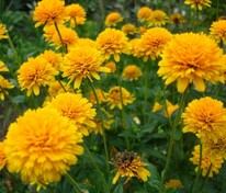 Гелиопсис подсолнечниковидный Асахи (Heliopsis helianthoides 'Asahi')