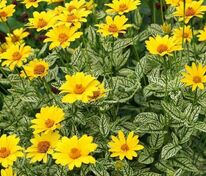 Гелиопсис подсолнечниковидный Лорейн Саншайн (Heliopsis helianthoides 'Loraine Sunshine')