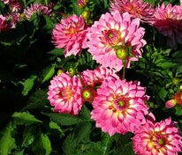 Георгина бордюрная (Dahlia) в ассортименте