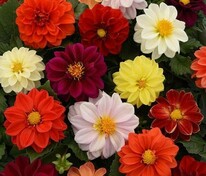 Георгина изменчивая Фигаро Микс (Dahlia variabilis 'Figaro Mix') смесь
