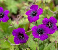 Герань Энн Фолкард (Geranium 'Ann Folkard')