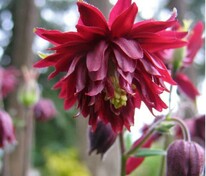 Аквилегия обыкновенная Руби Порт (Aquilegia vulgaris 'Ruby Port')