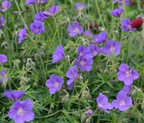 Герань Орион (Geranium 'Orion')