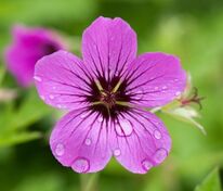 Герань Патриция (Geranium 'Patricia')