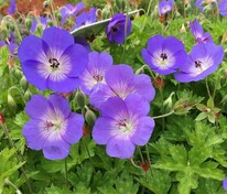 Герань Розанна (Geranium 'Rozanne')