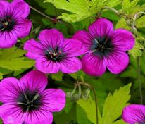 Герань Энн Томпсон (Geranium 'Anne Thomson')