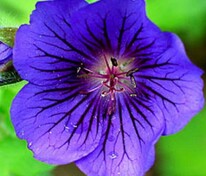 Герань Блю Блуд (Geranium 'Blue Blood')