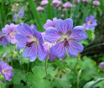 Герань Филипп Вапель (Geranium 'Philippe Vapelle')