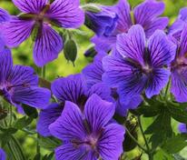 Герань великолепная Роузмур (Geranium x magnificum 'Rosemoor')