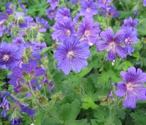 Герань гибридная Джонсонс Блю (Geranium 'Johnson's Blue')
