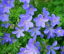 Герань гималайская Бэби Блю (Geranium himalayense 'Baby Blue')
